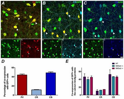 Effects of the Genetic Depletion of Polysialyltransferases on the Structure and Connectivity of Interneurons in the Adult Prefrontal Cortex